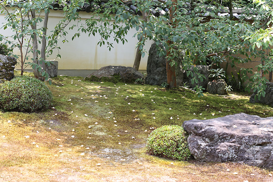 東林院 沙羅の花を愛でる会 ざ 京都