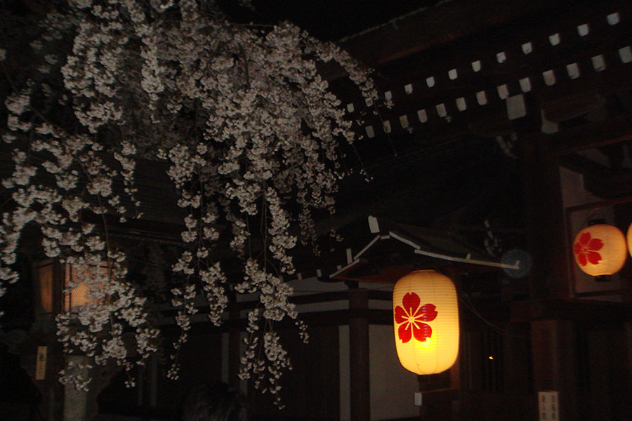 平野神社 ライトアップ ざ 京都