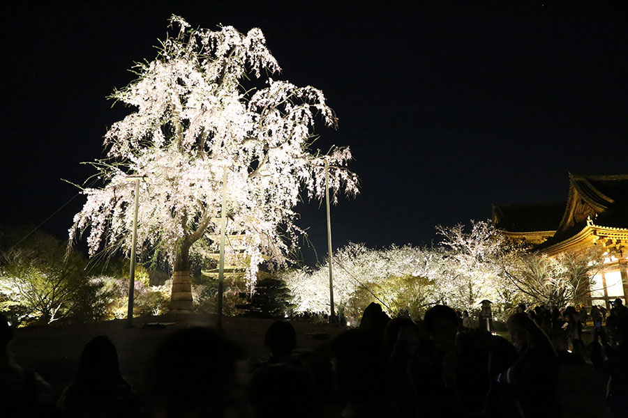 東寺 夜桜ライトアップ ざ 京都