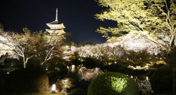 東寺 夜桜ライトアップ