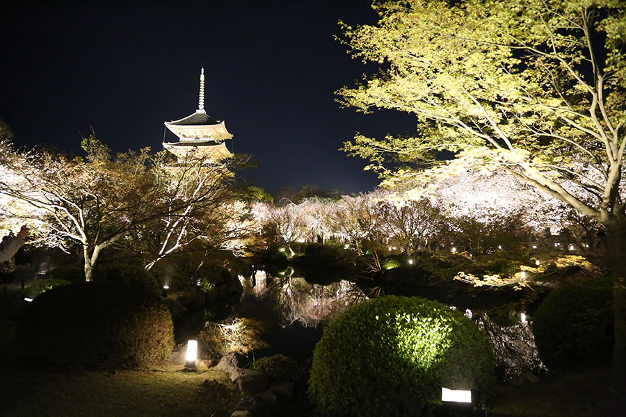 東寺 夜桜ライトアップ ざ 京都